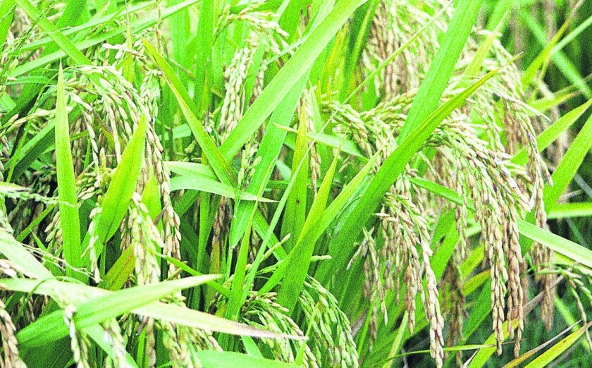 Cultivos - arroz
