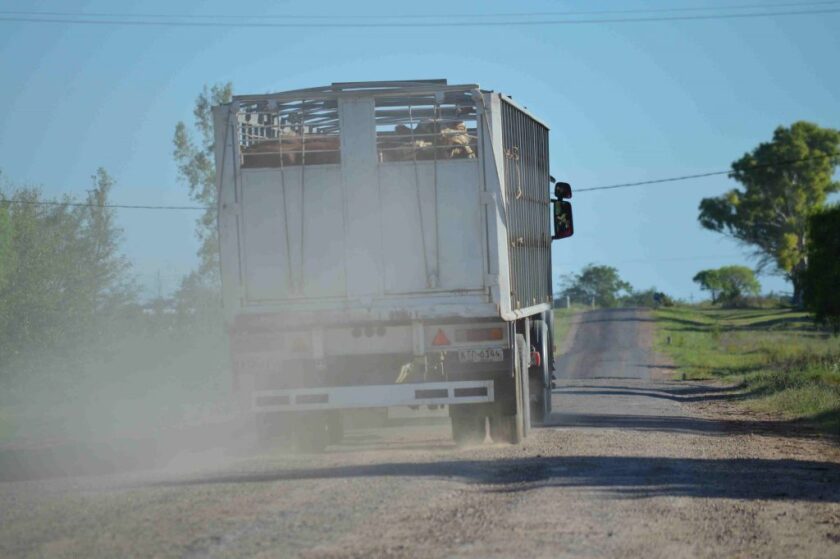 camion-con-ganado-1024x681.jpg