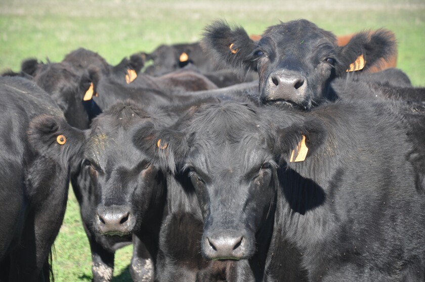 imagen-fotos-rurales-el-pais-ganado-en-el-campo-uruguay-63.jpg