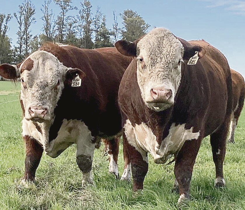 Toro Hereford