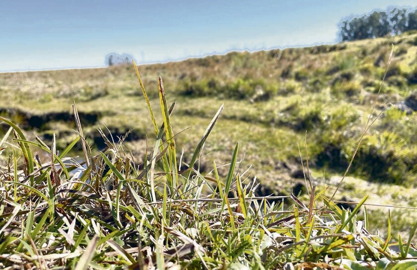 Campo