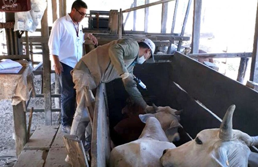 vacunacion-en-paraguay-foto-proyeccion-agroindustrial.jpg