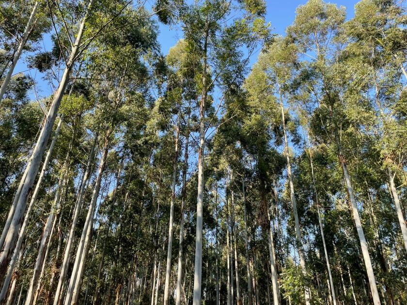 Forestación