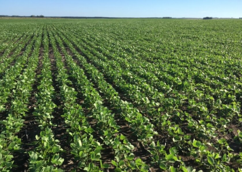 soja-en-guichon-foto-agrocentro.jpg