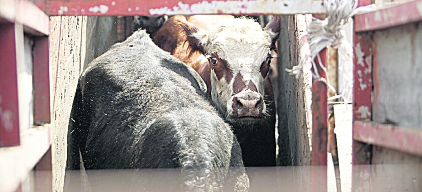 ganado-en-frigorifico-1024x467.jpg