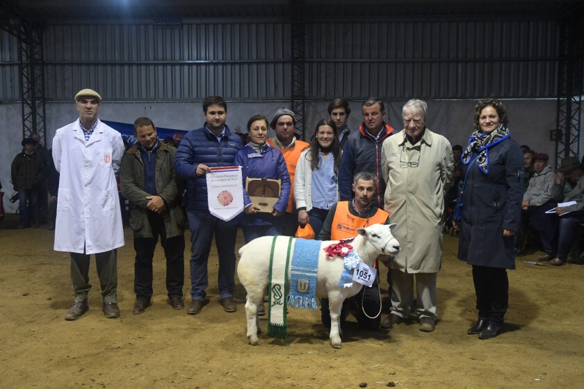 gran-campeona-texel.jpg