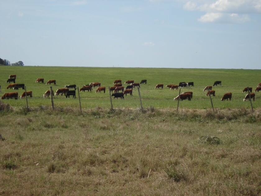 Campo