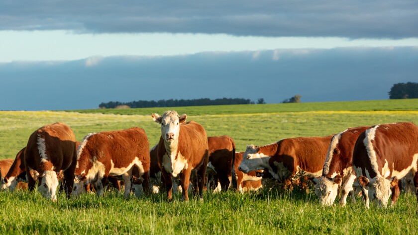 Vaquillonas Hereford