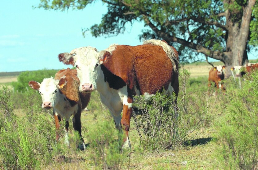Nota por sequía en campo de Migues, escasez de lluvias, ganado hereford, ganado vacuno, vaca con ternero , nd 20090119, foto Hiriart, Archivo El País