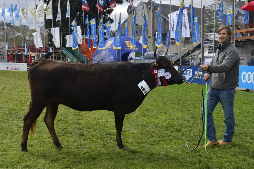 Gran Campeona Wagyu