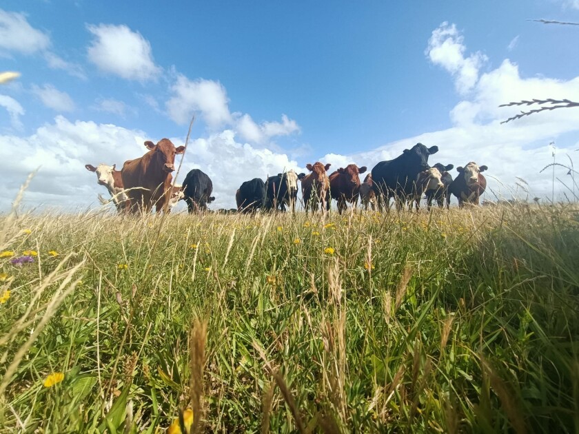 Producción en campo natural