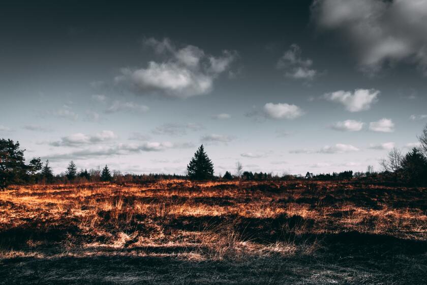 pexels-matthis-volquardsen-2305169.jpg