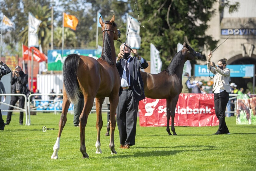 caballos-arabes.jpg