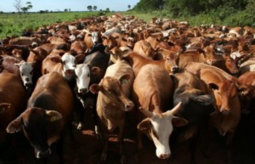nuestra-ganaderia-este-ano-puede-dar-saltos-significativos-no-solo-por-la-exportacion-de-carne-que-apunta-a-nuevos-records-sino-tambien-595-383-171467-300x193.jpg