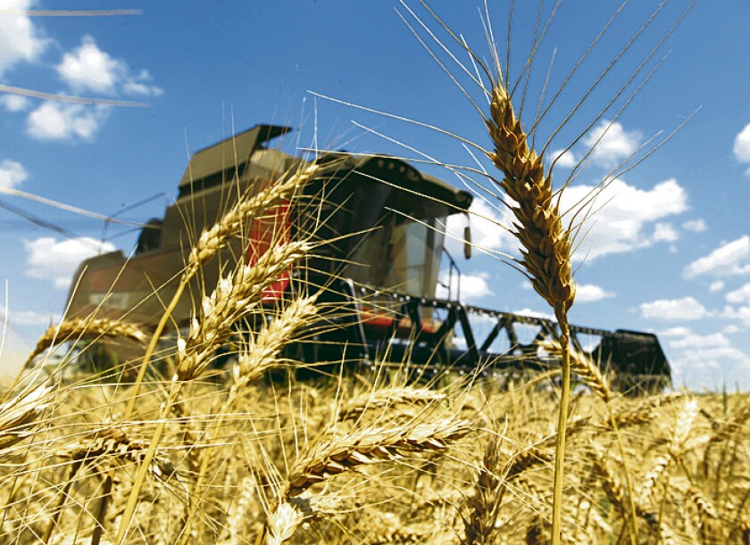 A reaper harvests a field of wheat in Orezu