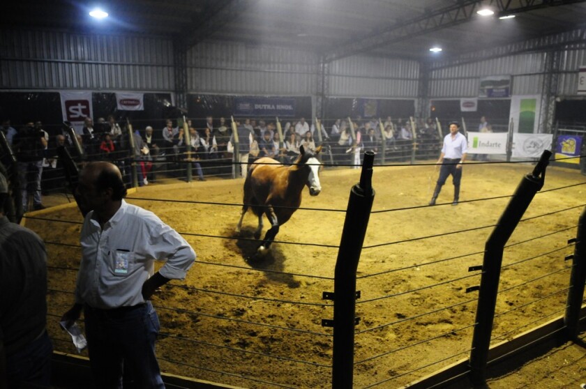 Remate de Dutra Hnos. de caballos criollos en la Rur. del Prado, Mvdeo., ND 20151110, foto Marcelo Bonjour
