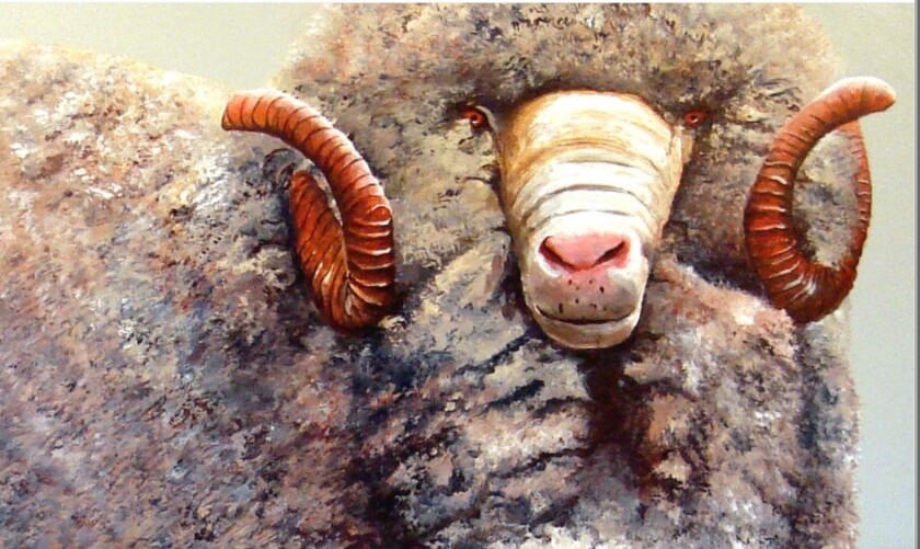merino.jpg