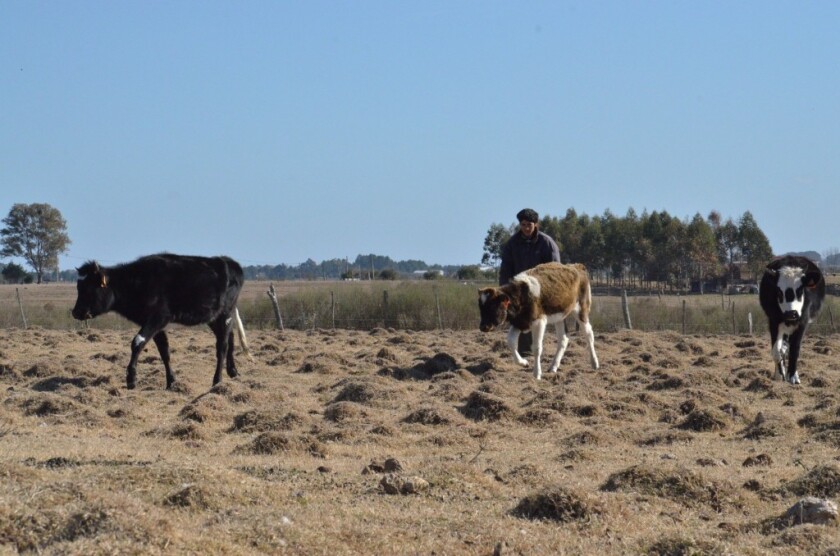 Campos pelados en la zona de Rebollo, Durazno, Victor D. Rodriguez
