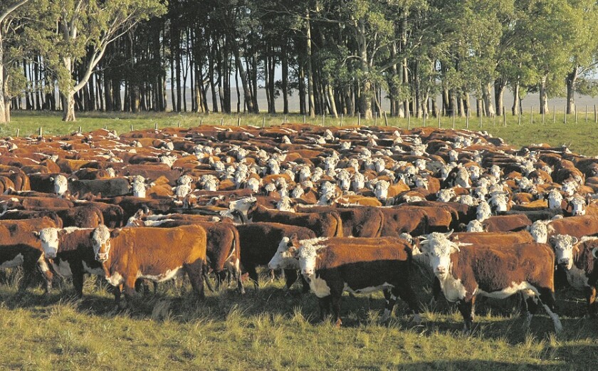 Ganado vacuno, ganado hereford, vacas, campo , Durazno, nd 20070531, foto Ariel Colmegna, Archivo El País