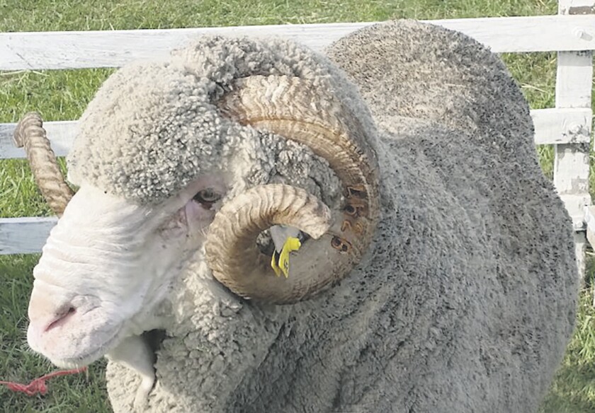 imagen-merino-3.jpg