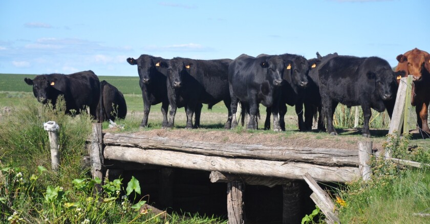 ganado, Angus, Ganadería, Novillos