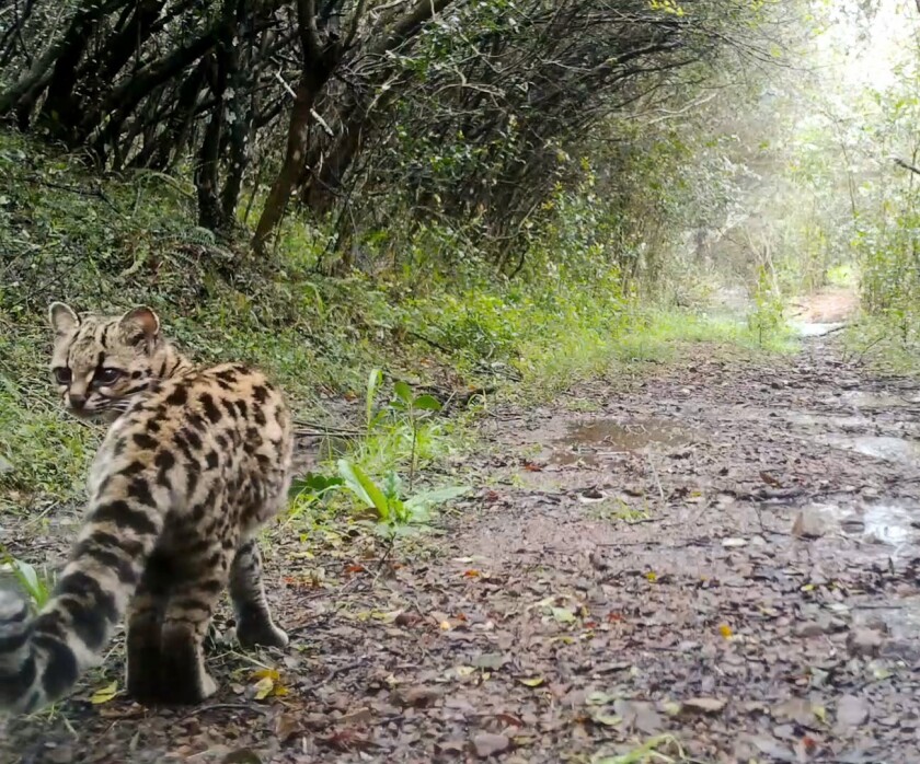 margays (3)_exported_1000_2.jpg