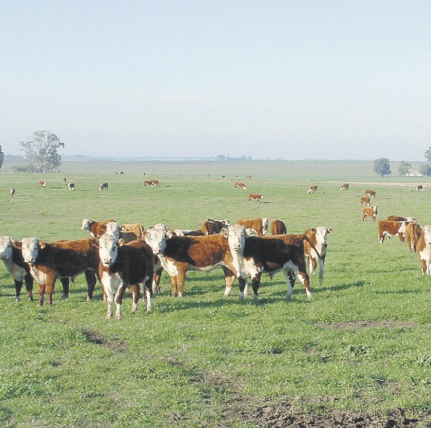 imagen-fotos-rurales-el-pais-ganado-en-el-campo-uruguay-19.jpg
