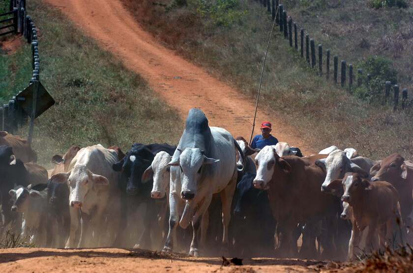 BRASIL ALTERA SU VACUNA CONTRA LA AFTOSA TRAS VETO DE EEUU A SUS CARNES