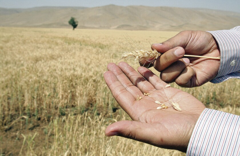 AFP fotos - IRAN-DROUGHT-ECONOMY - WEA - TO GO WITH AFP STORY BY ARESU EQBALI An Iranian man shows a dried-up stalk of wheat in Eghlid in the southern Iranian province of Fars on July 8, 2008. According to local legend, Cyrus the Great, founder of the Persian Empire, abhorred the telling of lies, which he believed to be his people's worst enemy. It is said that next in line was drought. Little has changed for the modern-day descendants of those who lived 2,500 years ago in what is now Iran. Eghlid has 11 rivers -- but 10 of them have now run dry. The agricultural town's altitude of 2,230m (7,360 feet) near the Zagros mountains means it should not be short of water. But it is. AFP PHOTO/ATTA KENARE IRAN-DROUGHT-ECONOMY - EGHLID - - - IRAN - ak/tlr. ESPIGA DE TRIGO SECA, SEQUIA, ESCASEZ DE LLUVIAS, PLANTACION DE TRIGO EN FARS, CEREALES