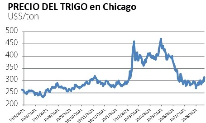 trigo en chicago.jpg