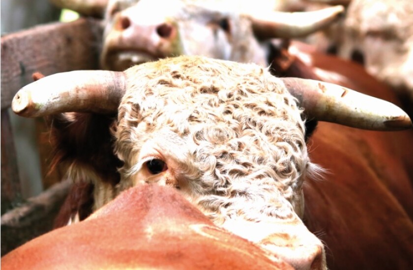hereford-ingles.jpg