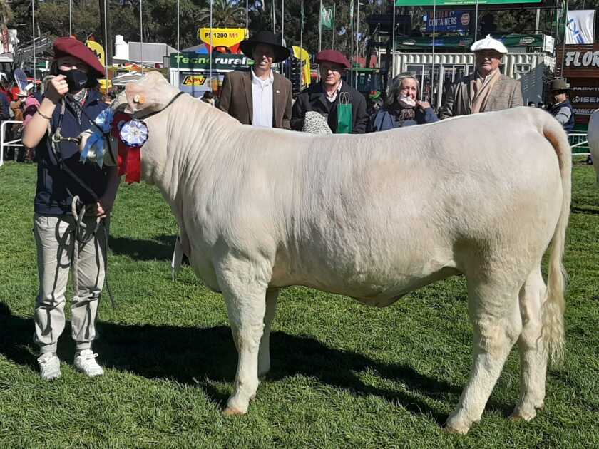 Gran Campeona Charolais