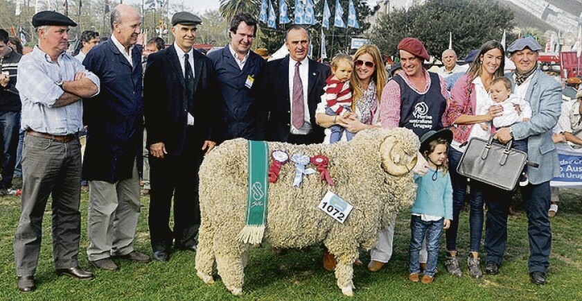 Merino Australiano