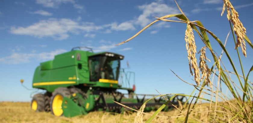 9570-arroz.jpg