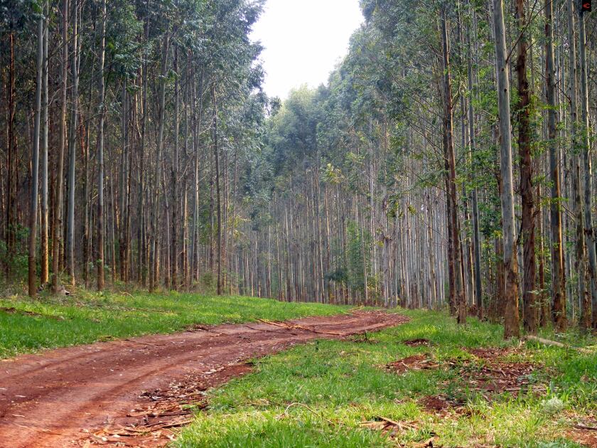 Forestación en Uruguay. Foto: Caldeyro y Victorica.