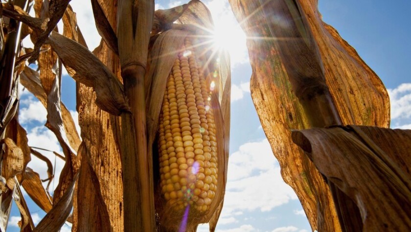 as-muy-buenas-reservas-hidricas-de-gran-parte-del-area-agricola-nacional-promoverian-un-aumento-en-la-superficie-destinada-al-cereal-estima-la-bolsa-de-cereales-daniel-acker-bloomberg.jpg