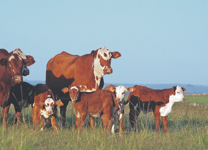 Vacas de cría, ganado