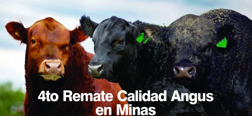 calidad-angus.jpg