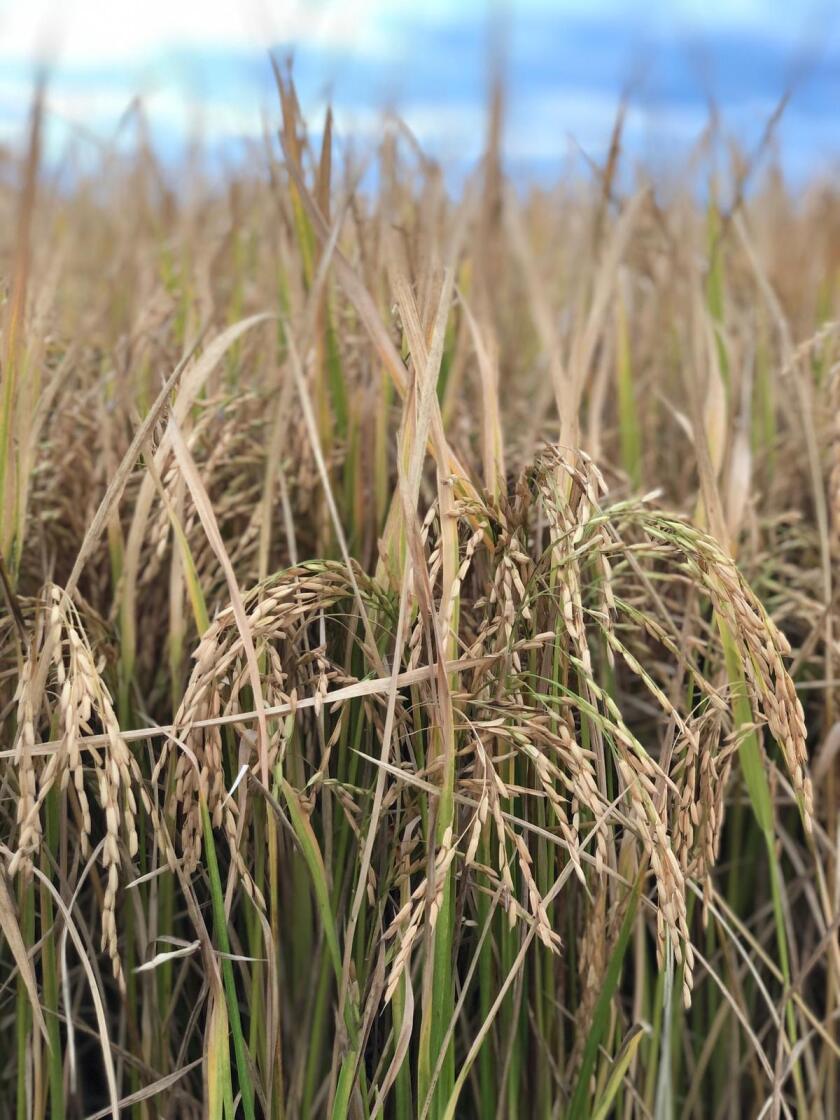 Arroz, grano de arroz, cultivo de arroz