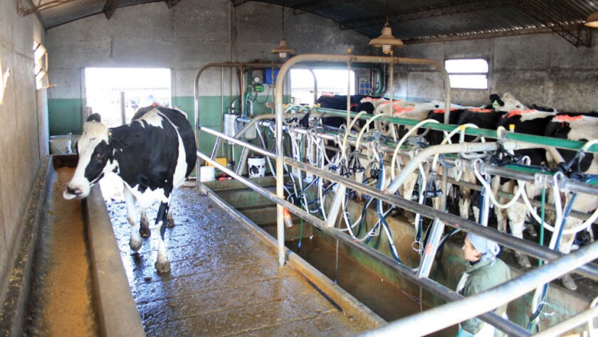 Vacas lecheras. Foto: archivo El País.