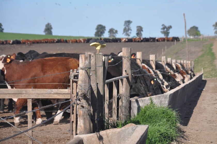 Corral de engorde, feedlot, ganadería, cuota 481