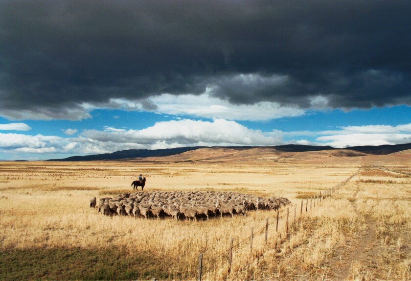 campo-ganado-ovino-1378304.jpg