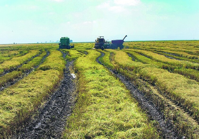 arroz-e1450362876897.jpg