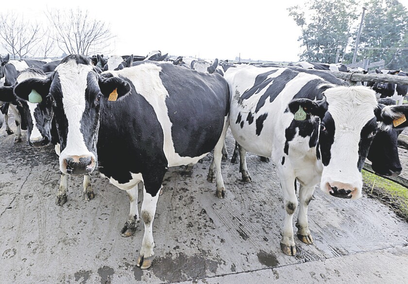 vacas-lecheras.jpg