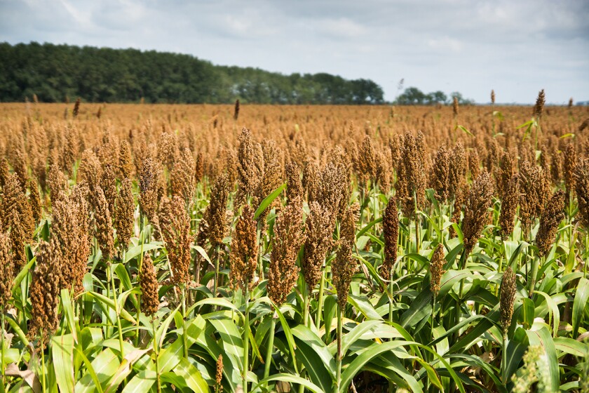 foto-sorgo-alur.jpg