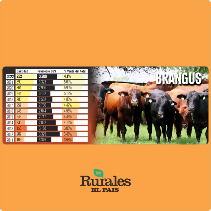 Resultados zafra de toros Brangus.jpg
