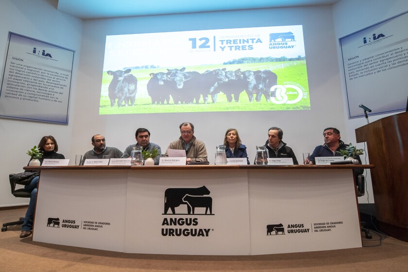 XIII Jornada de Selección Angus