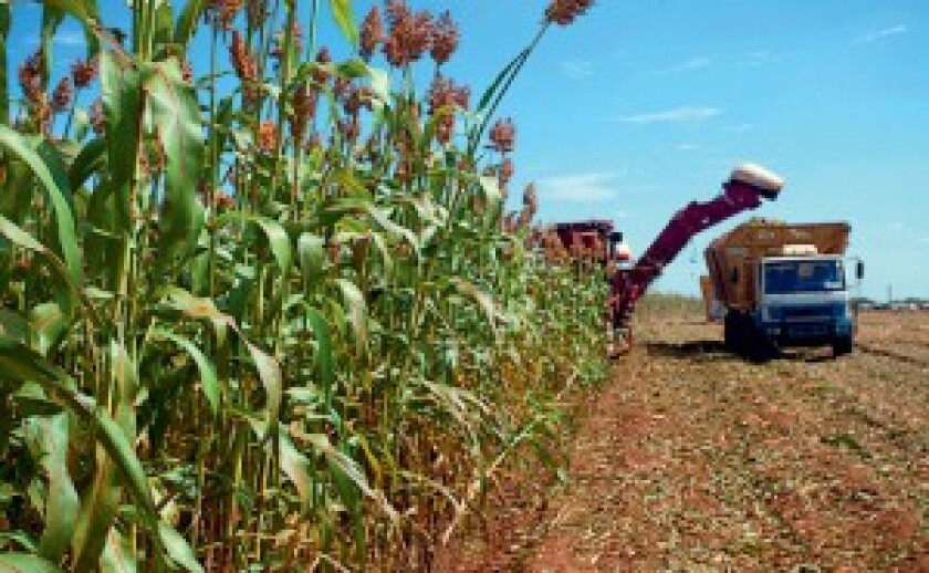 SORGO