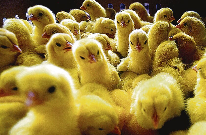 Pollos