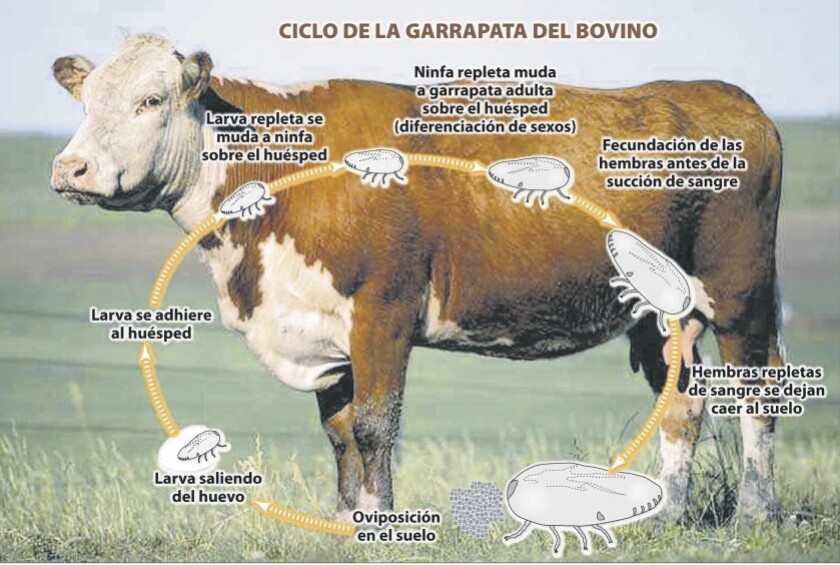 Imagen Ciclo de la garrapata.jpg